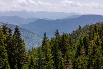pine forest in the mountains