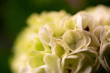 close up of a flower