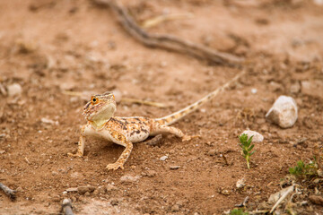 Ground Agama (Agama aculeata) in the Kgalagadi, South Africa
