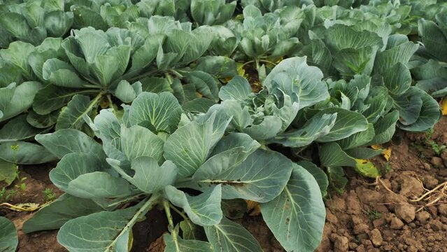 growing cabbage in farm greenhouse
