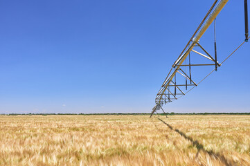 circular pivot irrigation system in a cereal field before mowing