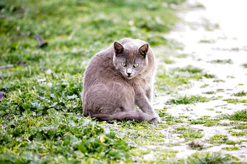 A cat sitting alertly looking at the camera.