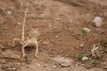 Ground Agama (Agama aculeata) in the Kgalagadi, South Africa
