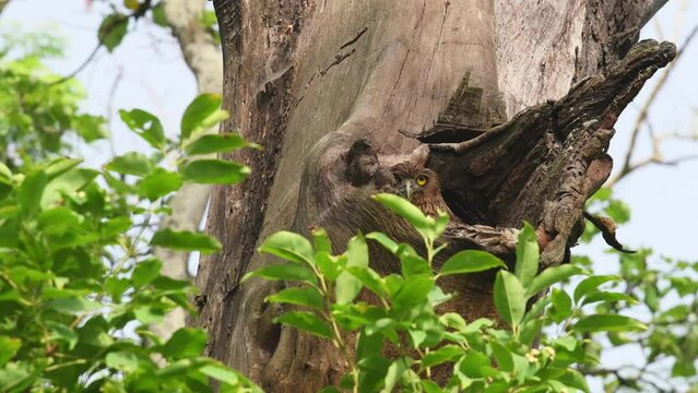 Full shot of camouflage Brown fish owl or Bubo zeylonensis or Ketupa zeylonensis bird in a nest or hollow or hole on tree trunk showing face and eyes in safari at national park forest of central india