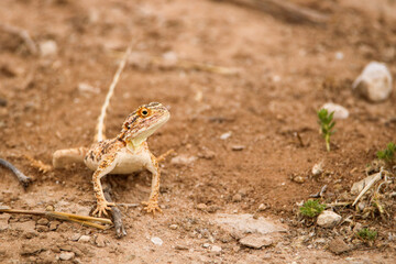 Ground Agama (Agama aculeata) in the Kgalagadi, South Africa