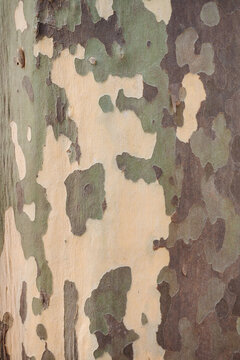 Platanus sycamore green camouflage bark background texture