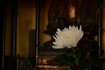 菊の花　仏壇
