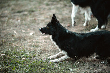 Border collie dog at agility competition overcomes obstacles