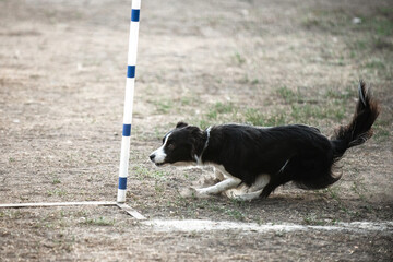 Border collie dog at agility competition overcomes obstacles