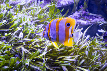 Fototapeta na wymiar Clown fish, exotic, orange with white stripes, swims in the water of the aquarium. Lots of algae. The concept of the world around, zoo, water park, underwater world. High quality photo