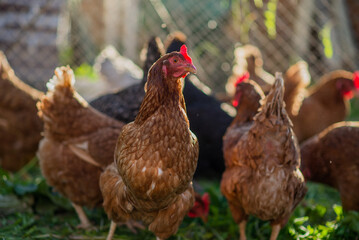 Chickens on a farm with a blurred background in the rays of the setting sun