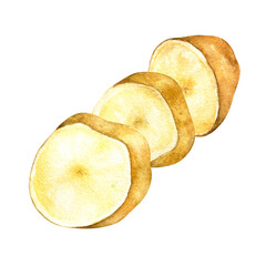 Sliced potato, vegetable watercolor illustration on white background