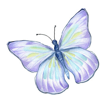 Purple meadow butterfly watercolor illustration isolated on white
