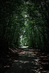 Obraz premium forest in the morning