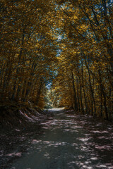 autumn in the forest