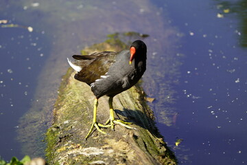Common moorhen (Gallinula chloropus) Rallidae family. Hanover, Germany.