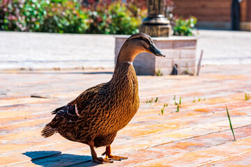 Fototapeta premium friendly mallard duck close-up in the park