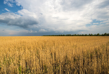 View of wheat field