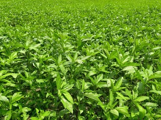 Jute plants in the field. Jute cultivation in Assam in India. This fiber is also known as golden fiber. Jute leaves can be eaten as vegetable