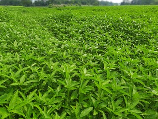 Jute plants in the field. Jute cultivation in Assam in India. This fiber is also known as golden fiber. Jute leaves can be eaten as vegetable