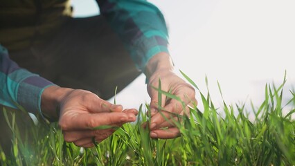 farmer hand. man farmer a working in the field inspects the crop wheat germ eco natural a farming. business agriculture industry eco concept. farmer hand touches green crop wheat germ agriculture