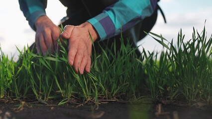 farmer hand. man farmer a working in the field inspects the crop wheat germ eco natural a farming. business agriculture eco concept. farmer hand touches crop green wheat germ industry agriculture