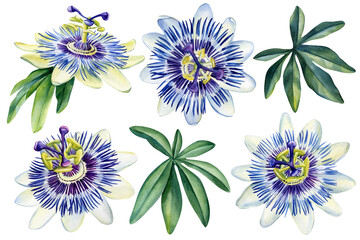 Fototapeta premium Set of tropical flowers on isolated white background, watercolor illustration Passionflower