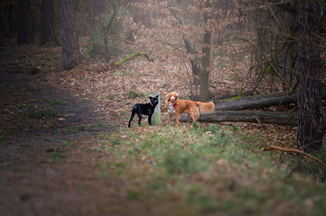 Dwa psy w lesie