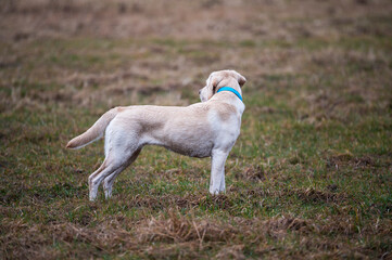 Wysportowany pies © Jagoda