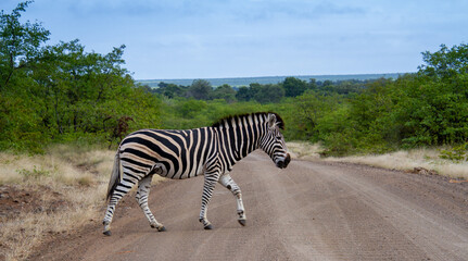 A zebra crosses a dirt road in the Kruger National Park in South Africa