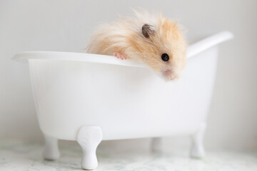 hamster sits in a white bath