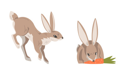 Hare or Jackrabbit as Animal with Long Ears and Grayish Brown Coat Sitting with Carrot and Jumping Vector Set