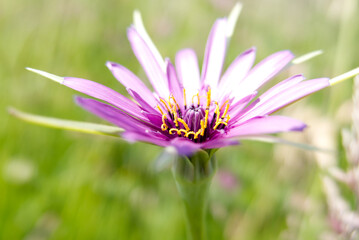 Close-up of the beautiful purple flower of common salsify (Tragopogon porrifolius), also known as purple salsify, oyster plant, vegetable oyster, Jerusalem star, Jack go to bed, and goatsbeard