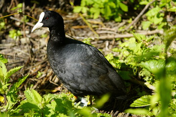 Eurasian Coots (Fulica atra) Rallida family. Location: Hanover, Germany.