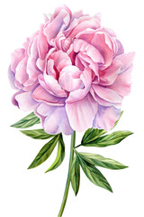 Pink peony on white isolated background watercolor hand drawing