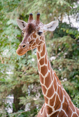 Close up of a giraffe in the zoo