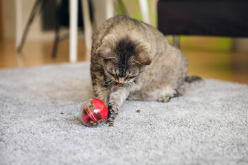 Active mature cat is playing at home with special ball dispenser with kibble inside that slowly...