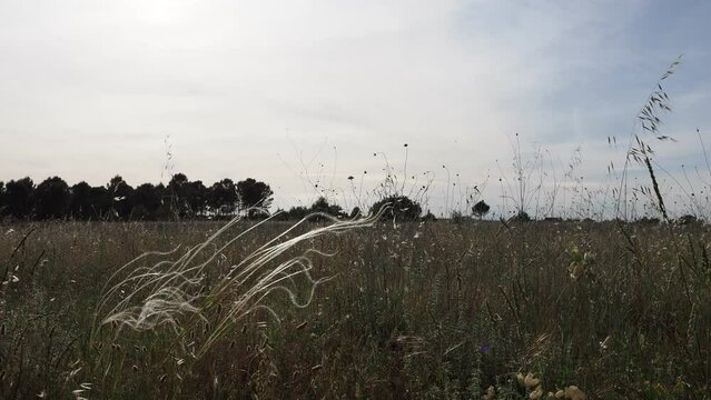 Paisaje de campo al atardecer con brisa