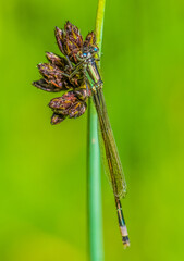Blue Tailed Damselfly - Ishnura elegans