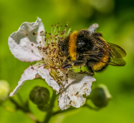 Bumble Bee