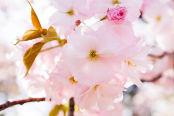 桜