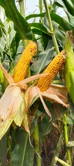 corn on the stalk