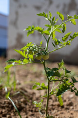 Tomato plant in full growth with small tomatoes