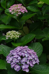東京港区赤坂3丁目のアジサイ