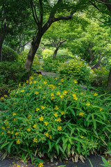 ビヨウヤナギが最盛期の東京ミッドタウン