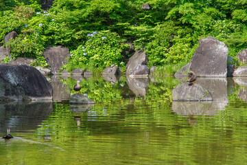 東京赤坂にある東京ミッドタウンとカルガモ
