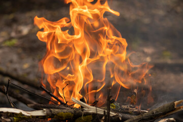 Bonfire flame. Fire
