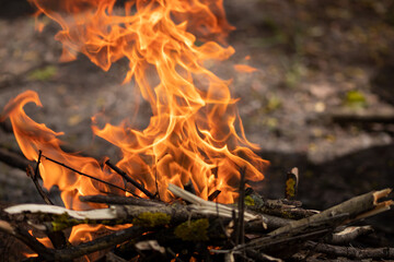 Bonfire flame. Fire