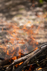 Flame of fire. burning tree branches