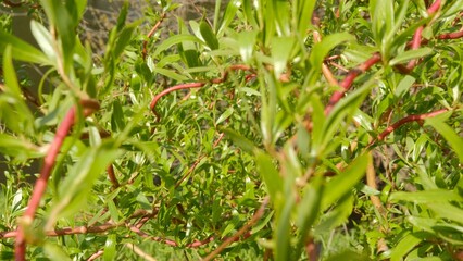 Green Bush. Green leaves wall background.